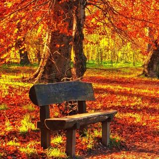 Bench autumn wallpaper