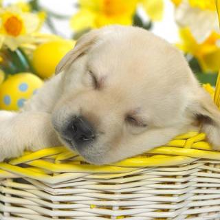 Easter dogs wallpaper