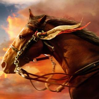 Horse face wallpaper