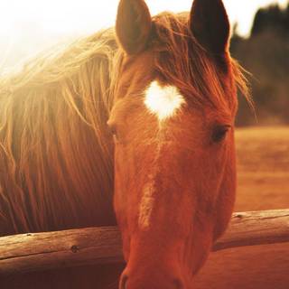 Horse face wallpaper