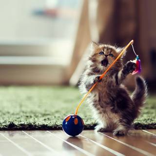 Silly cats wallpaper