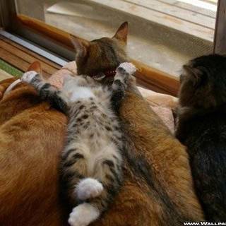 Silly cats wallpaper