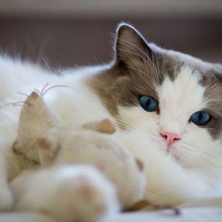 Silly cats wallpaper