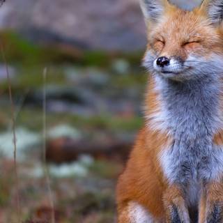 Red foxes wallpaper