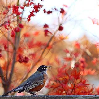 Autumn sparrow wallpaper
