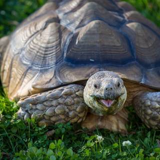 Funny turtle wallpaper