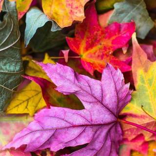 Autumn leaves pink colour wallpaper