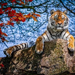 Autumn tigers wallpaper