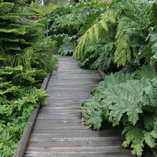 Green garden wallpaper