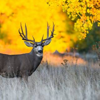 Deer autumn wallpaper