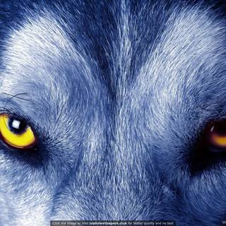 Wolf Ultra HD wallpaper