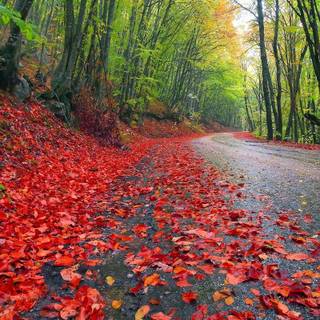 Bulgaria autumn wallpaper