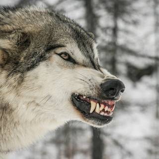 Wolf Ultra HD wallpaper