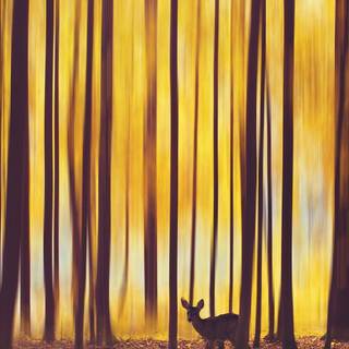 Yellow aesthetic landscape wallpaper