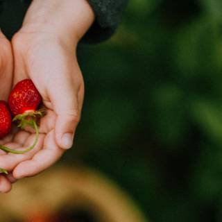 Fruit and people wallpaper