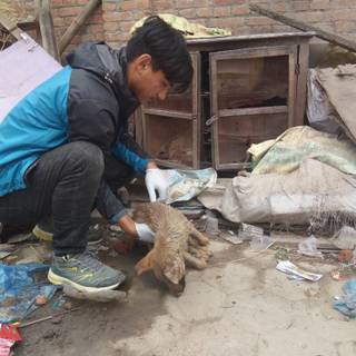 Animal lives matter wallpaper