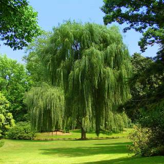 Willow Tree wallpaper