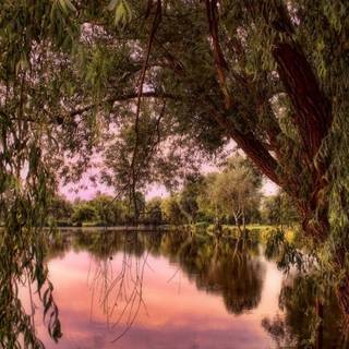 Willow Tree wallpaper