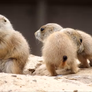 Prairie dog wallpaper
