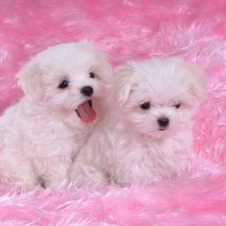 Cute pups wallpaper