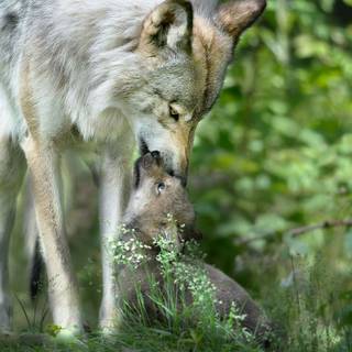 Wolf cub wallpaper