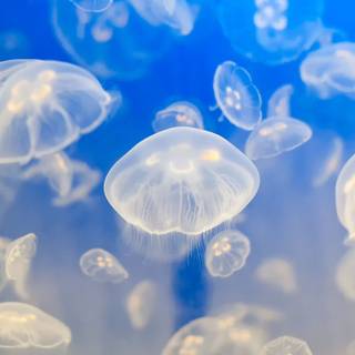 Ocean life real wallpaper