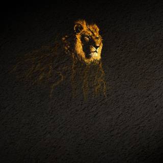 Lions minimalist wallpaper