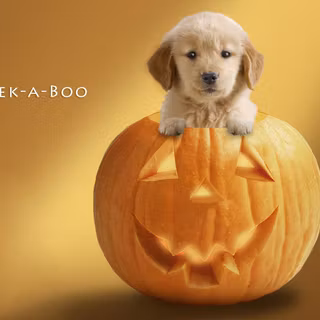Dog in Halloween wallpaper