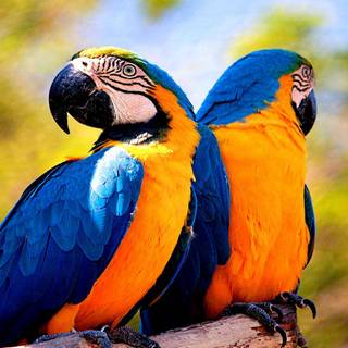 Macaws wallpaper