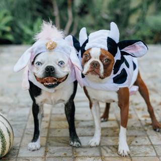 Dog in Halloween wallpaper