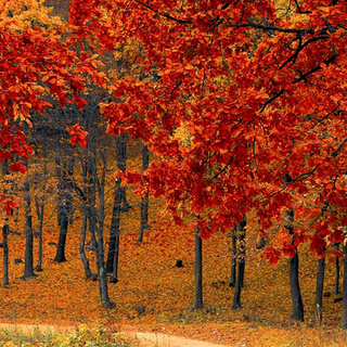 Autumn 4k mobile wallpaper