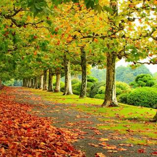 Autumn in the park wallpaper
