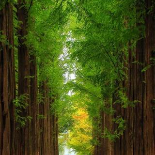 Autumn Nami Island wallpaper