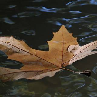 Brown autumn leaf wallpaper