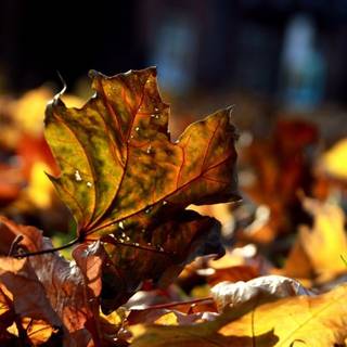 Brown autumn leaf wallpaper