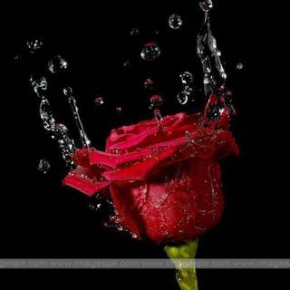 The water drops rose wallpaper