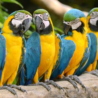 Parrot group wallpaper