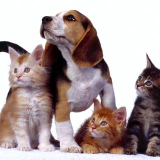 Dog and cats wallpaper