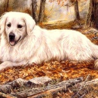 Autumn dog wallpaper