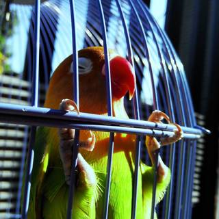 Parakeet cage wallpaper