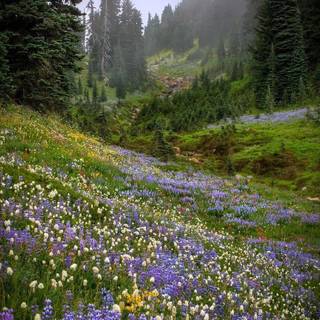 Wildflowers autumn trail wallpaper