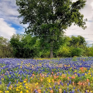 Wildflowers autumn trail wallpaper