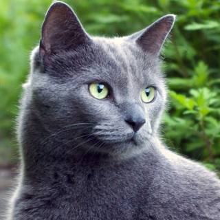 Gray cat wallpaper