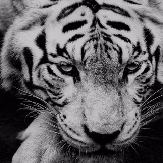 Black and white HD Android wallpaper