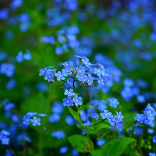 Forget me not wallpaper