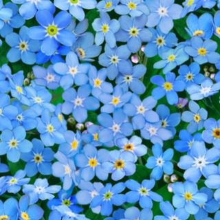 Forget me not wallpaper
