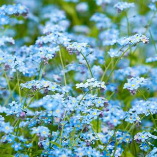 Forget me not wallpaper