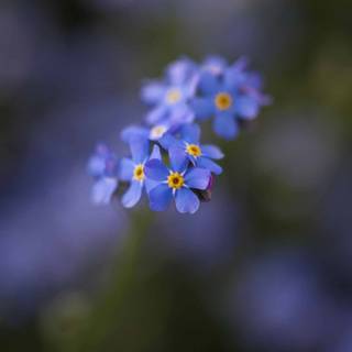 Forget me not wallpaper
