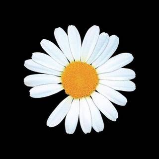 Peace Minus One wallpaper