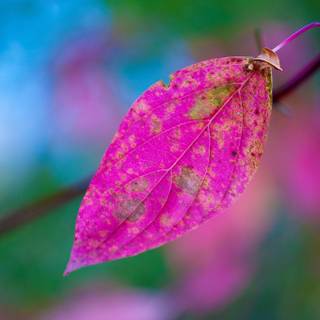 Pink leaves wallpaper